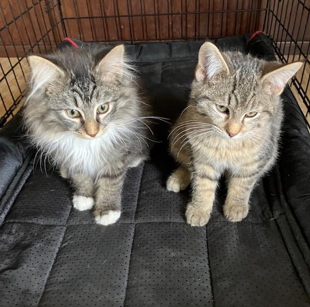 Enlarge Bert, a ADOPTABLE Domestic Short Hair in Chambersburg, PA image 6/6