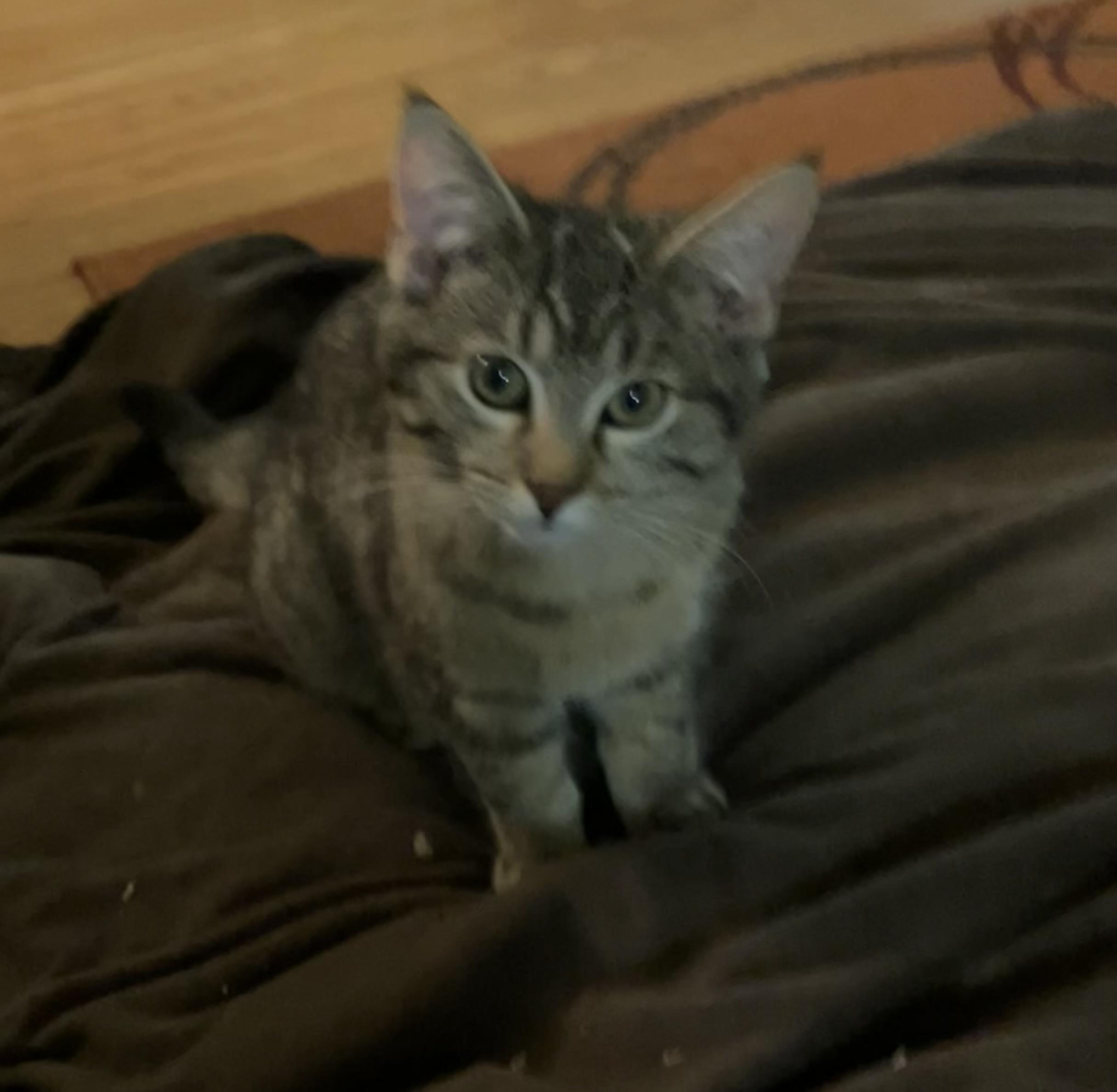 Enlarge Bert, a ADOPTABLE Domestic Short Hair in Chambersburg, PA image 3/6