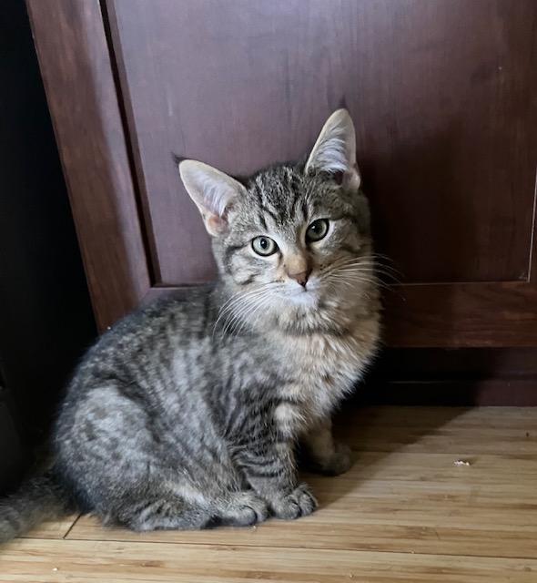 Bert, ADOPTABLE, Kitten Male Domestic Short Hair.