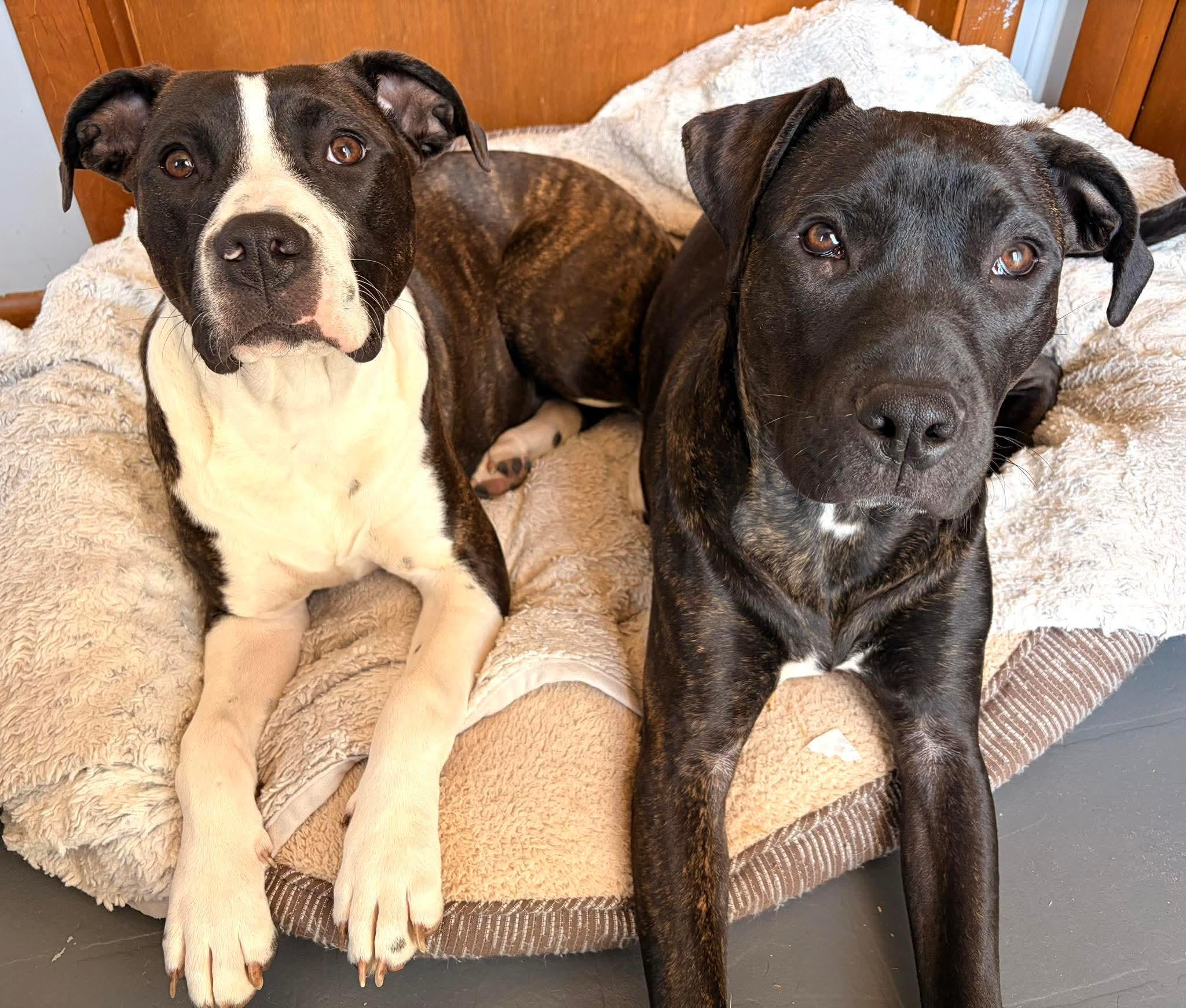 Cola, a ADOPTABLE mixed breed in Normal, IL image 6/6