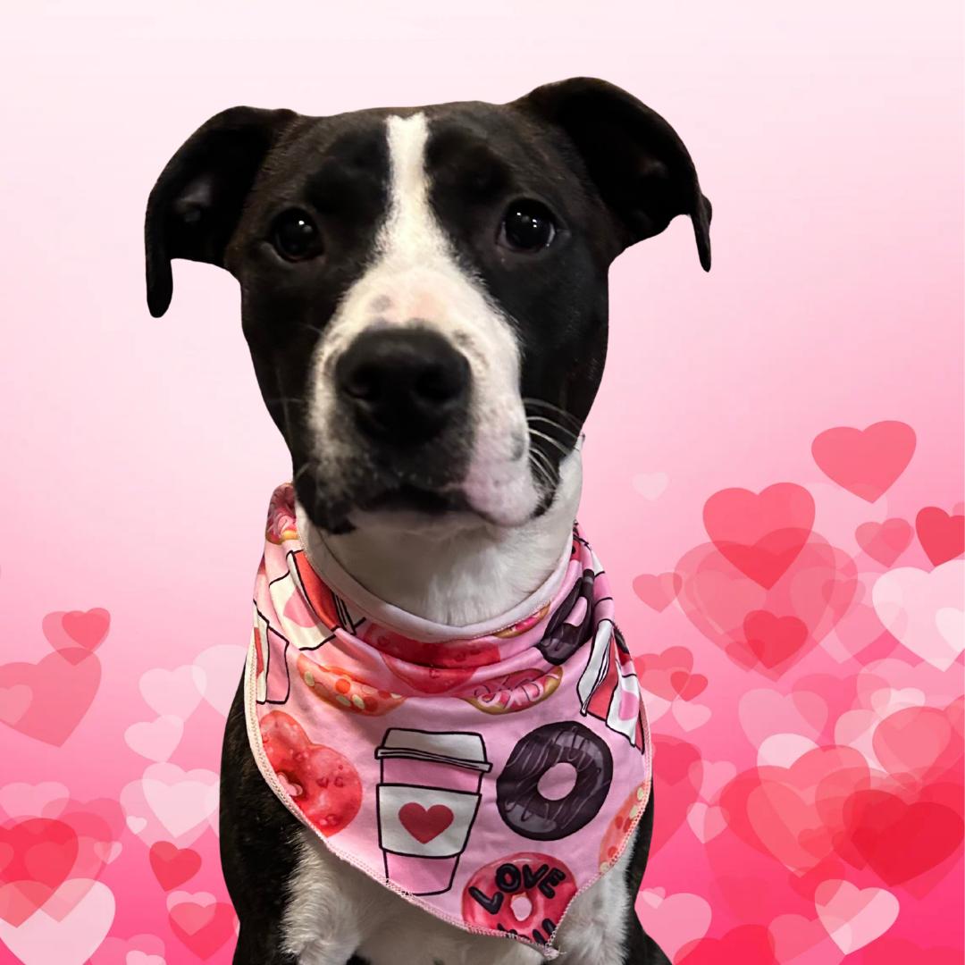 Cola, ADOPTABLE, Puppy Female Pit Bull Terrier.