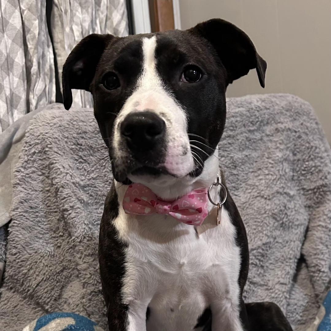 Enlarge Cola, a ADOPTABLE mixed breed in Normal, IL image 2/6