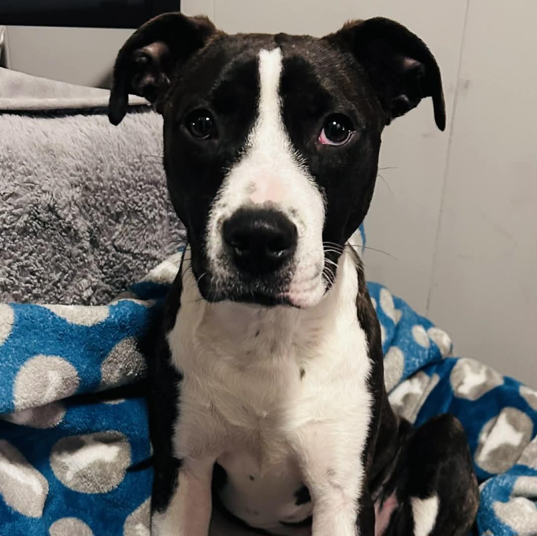 Enlarge Cola, a ADOPTABLE mixed breed in Normal, IL image 5/6