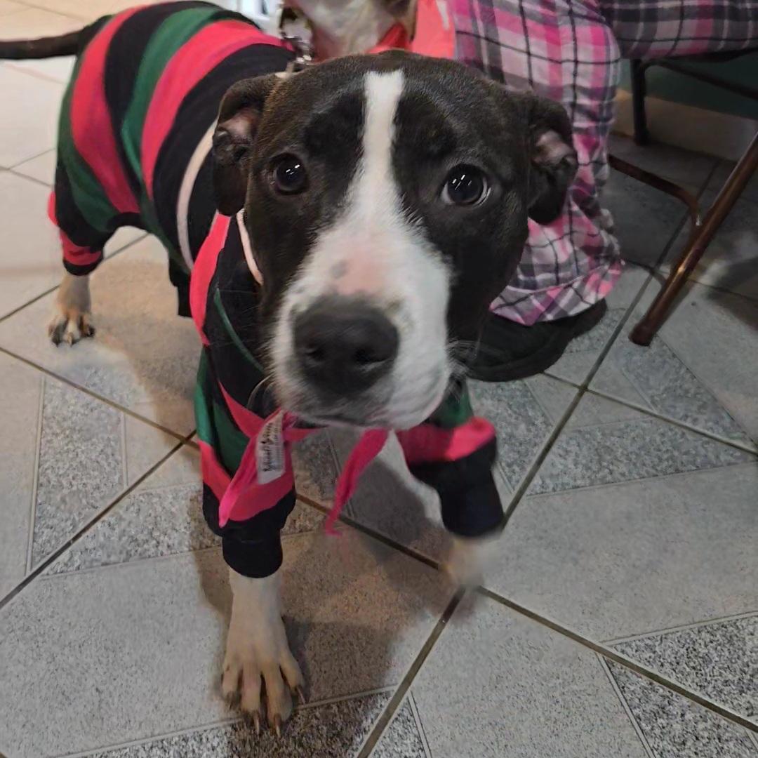 Enlarge Cola, a ADOPTABLE mixed breed in Normal, IL image 6/6