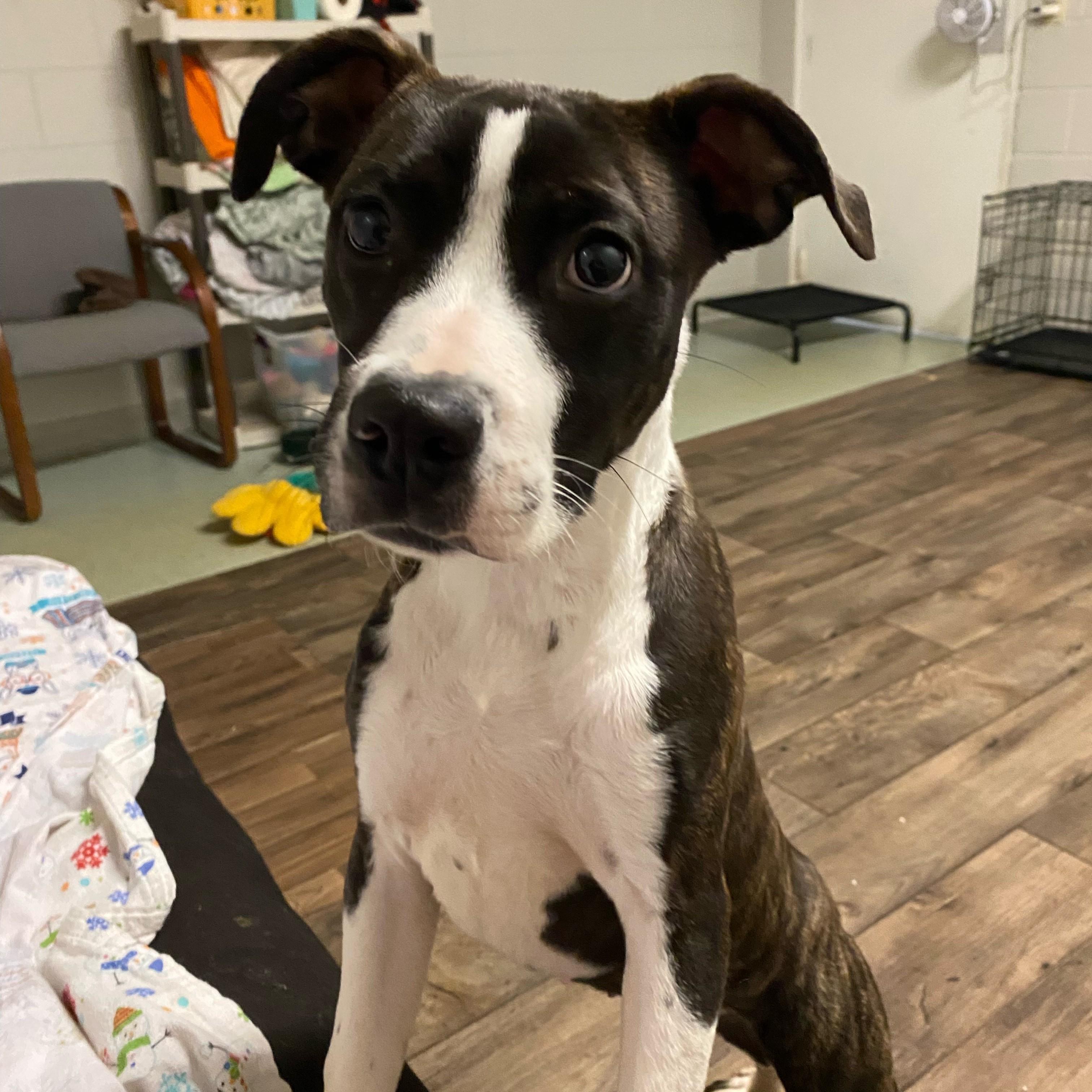 Enlarge Cola, a ADOPTABLE mixed breed in Normal, IL image 4/6