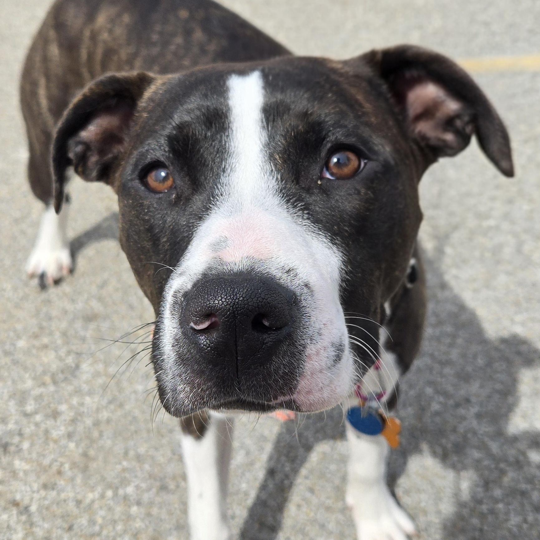 Cola, ADOPTABLE, Young Female Pit Bull Terrier.