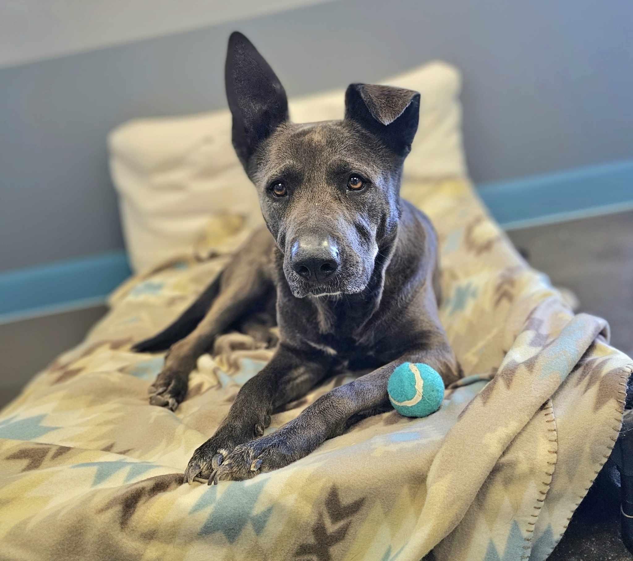 Hannah, a Adoptable mixed breed in San Angelo , TX image 1/6