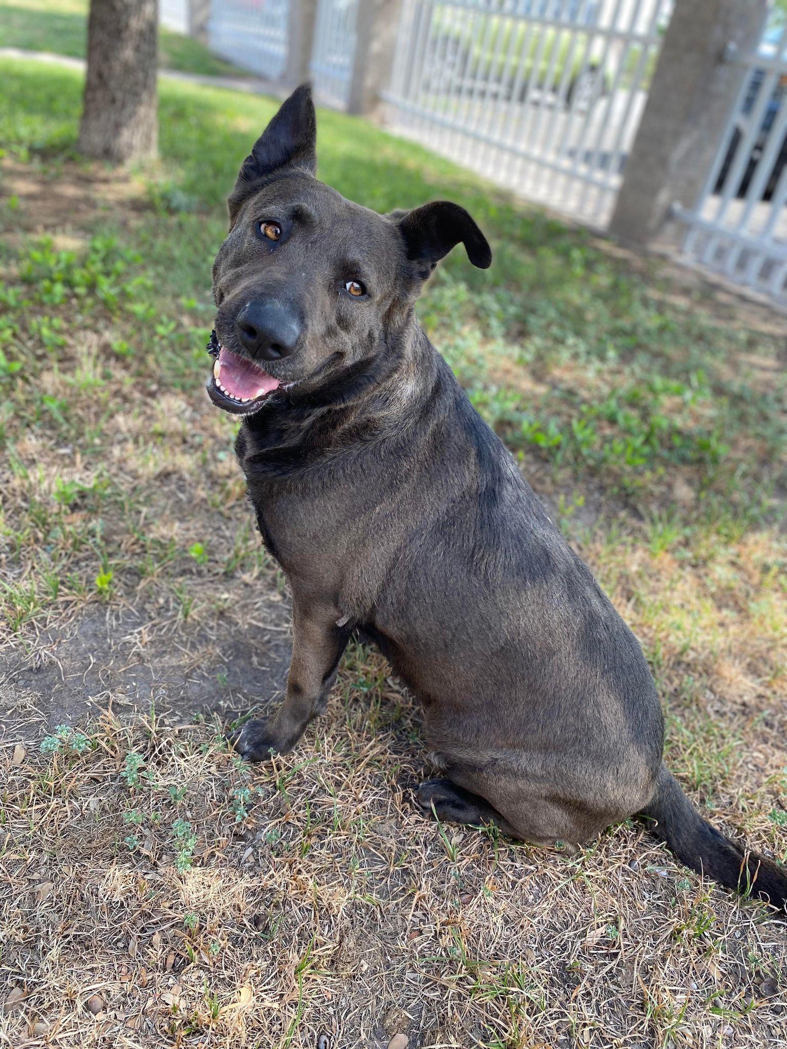 Hannah, a Adoptable mixed breed in San Angelo , TX image 2/6
