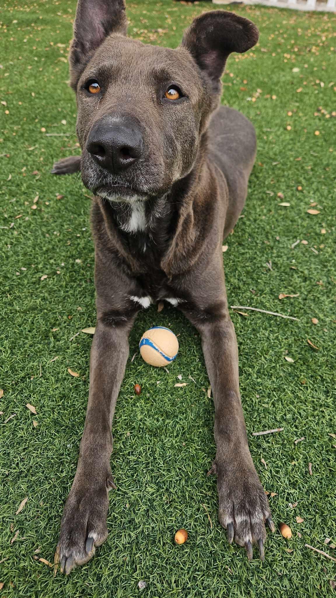 Hannah, a Adoptable mixed breed in San Angelo , TX image 3/6