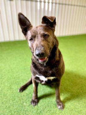Hannah, a Adoptable mixed breed in San Angelo , TX image 4/6