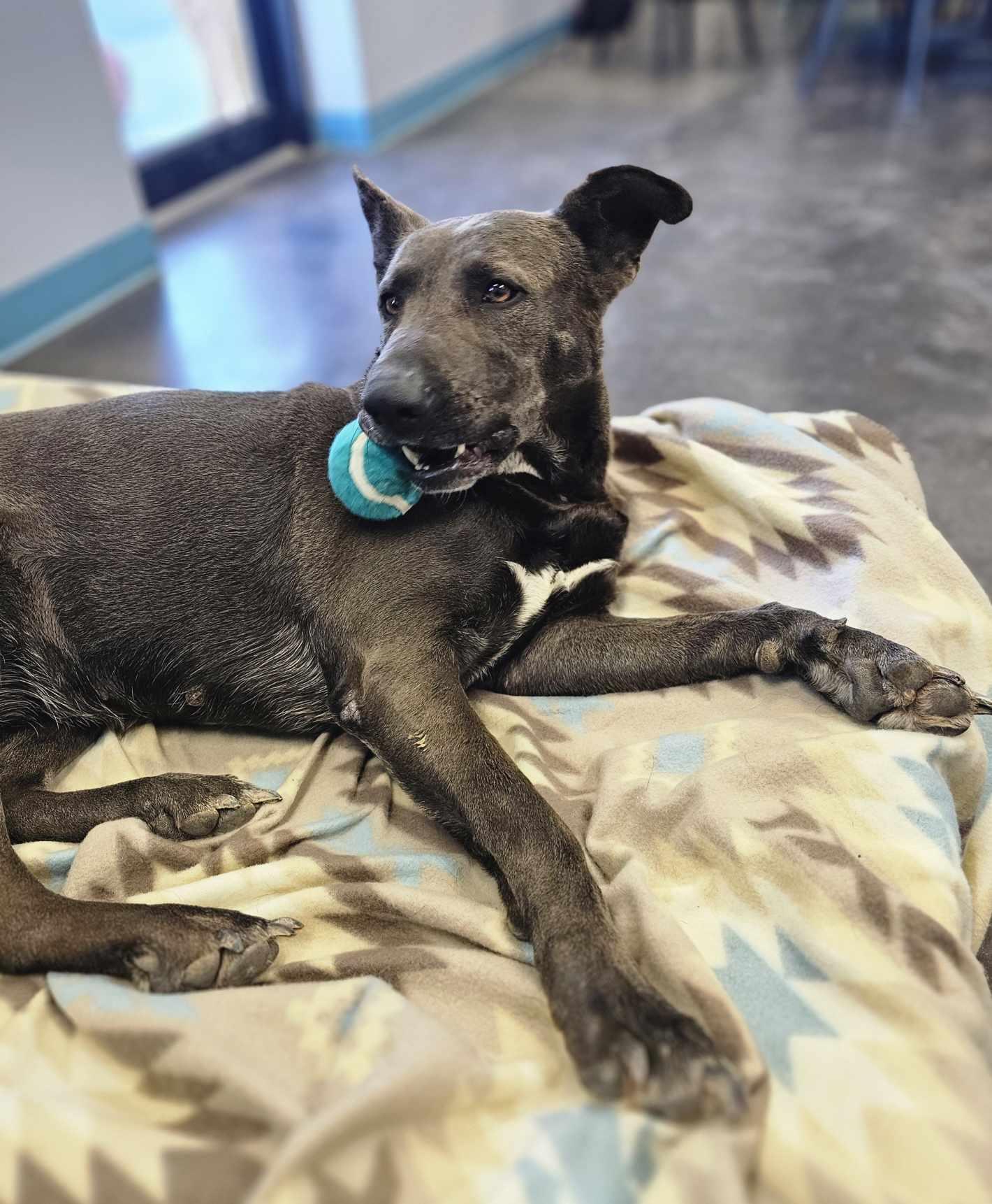 Hannah, a Adoptable mixed breed in San Angelo , TX image 5/6
