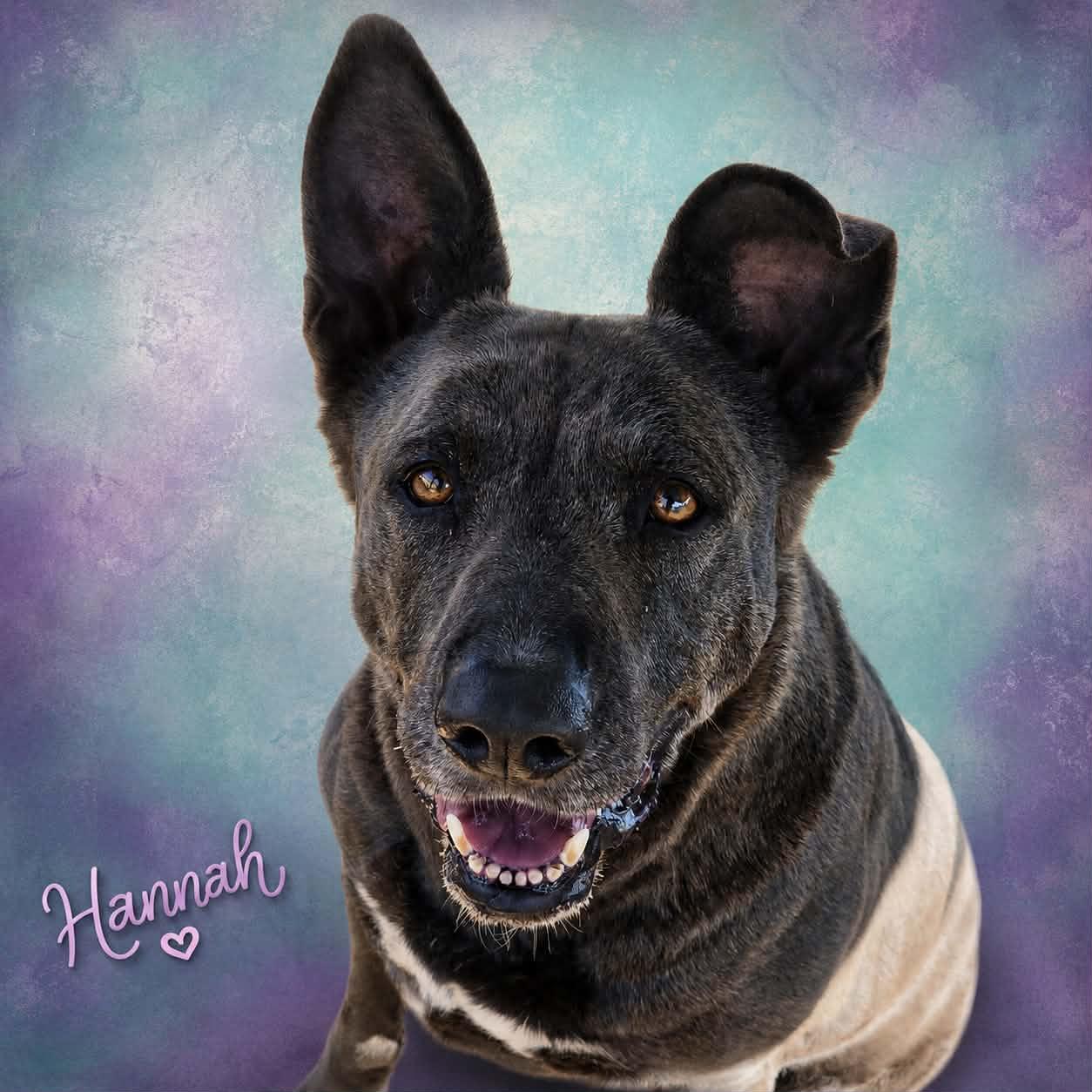 Enlarge Hannah, a Adoptable mixed breed in San Angelo , TX image 5/6