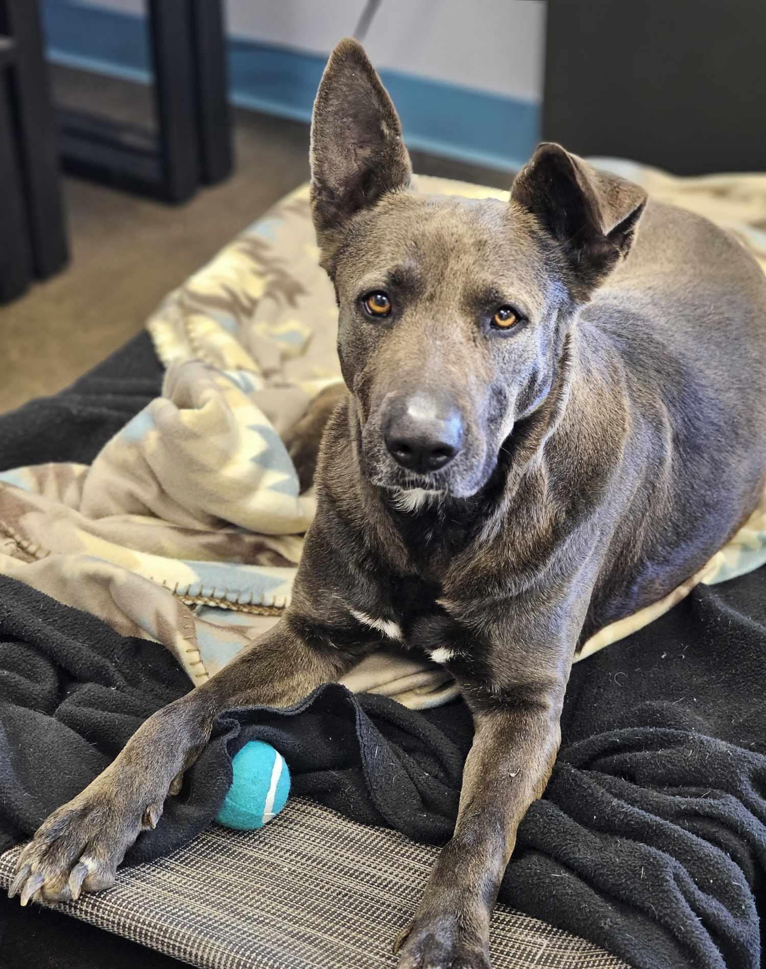 Hannah, a Adoptable mixed breed in San Angelo , TX image 6/6
