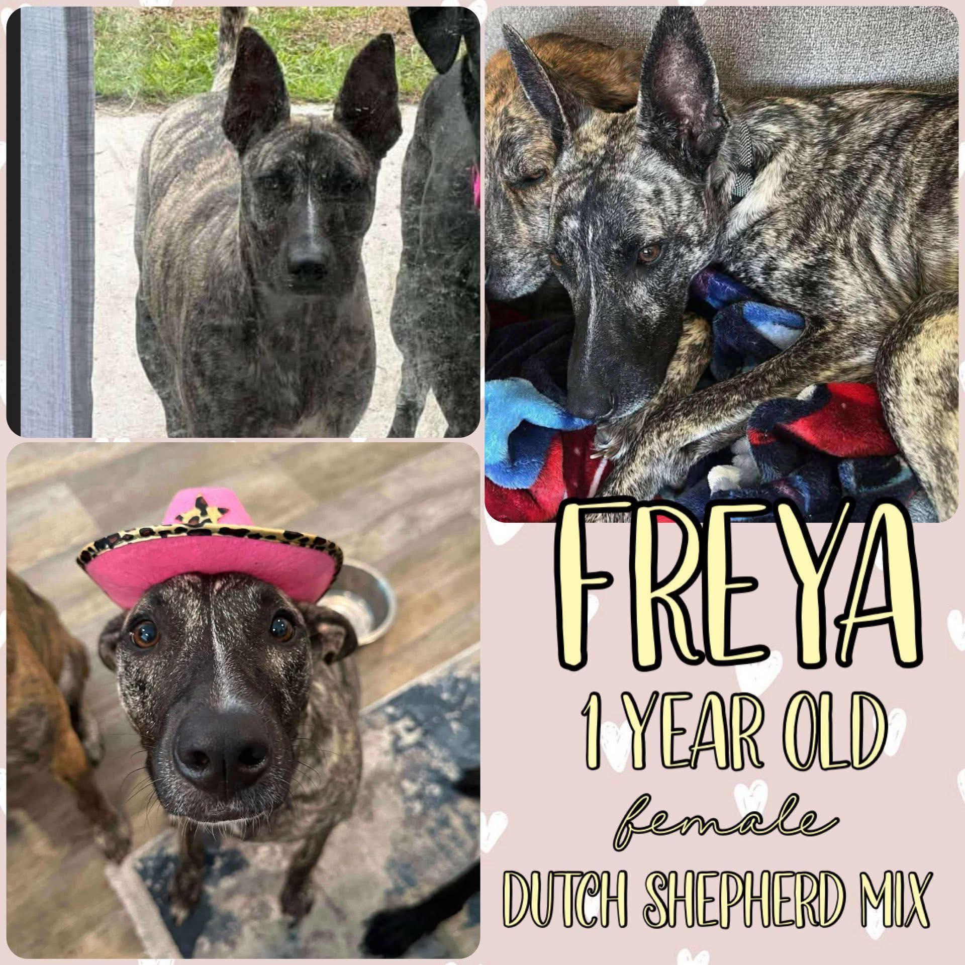 Freya, Adopted, Young Female Dutch Shepherd.