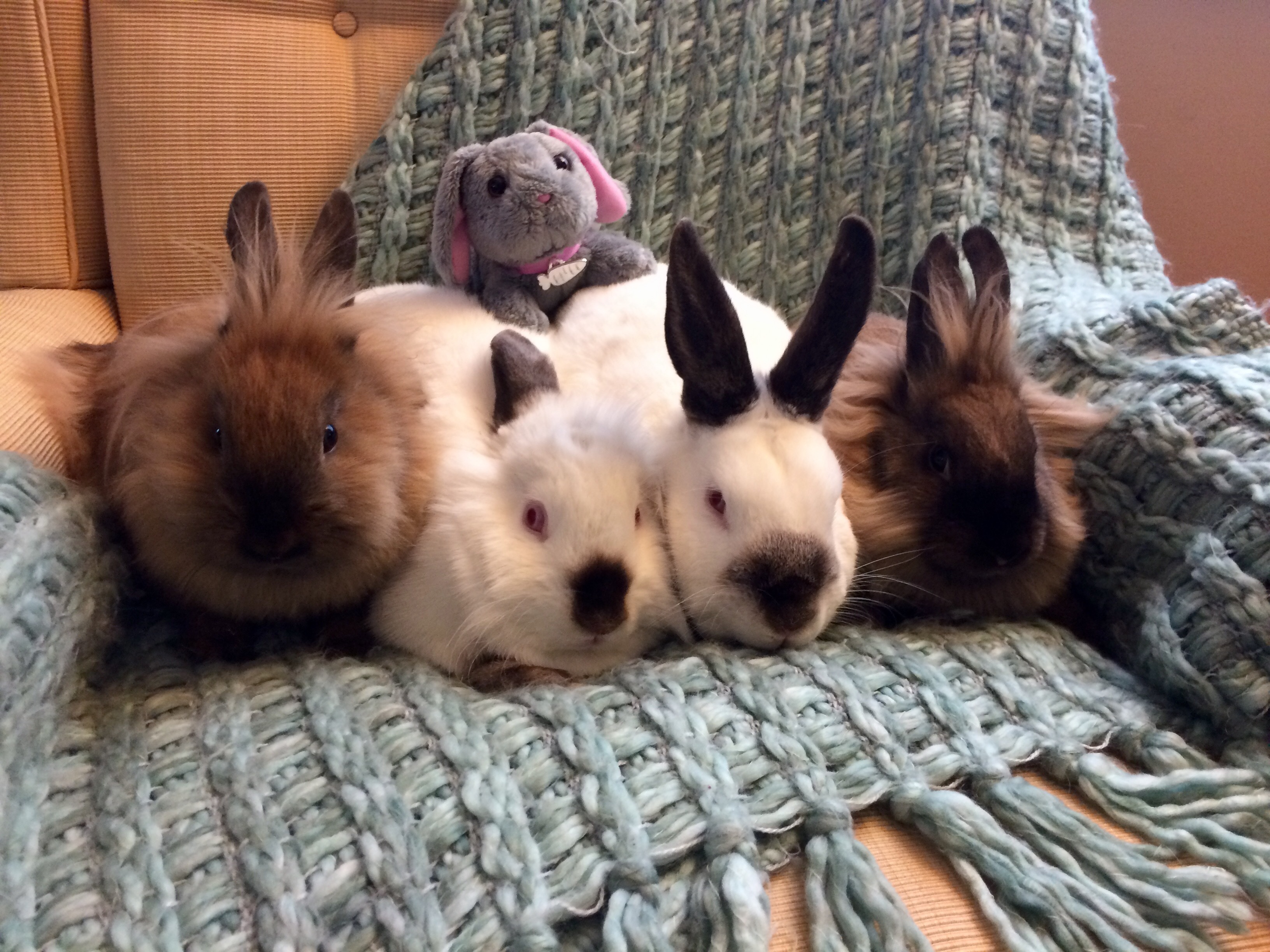 Enlarge Elfie, Snowflake, Holly and Ivy, a Adoptable mixed breed in Palatine, IL image 1/8