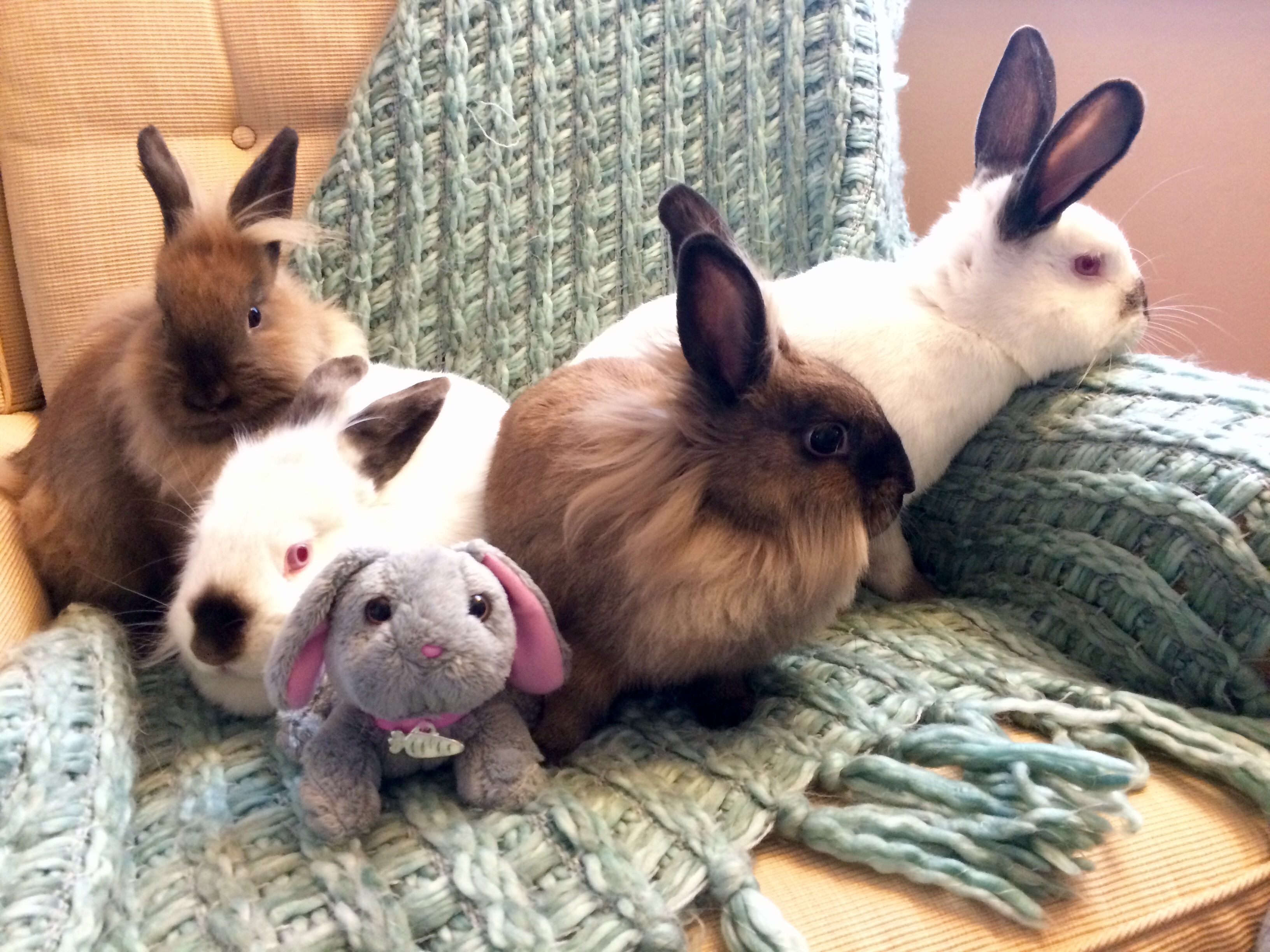 Enlarge Elfie, Snowflake, Holly and Ivy, a Adoptable mixed breed in Palatine, IL image 2/8