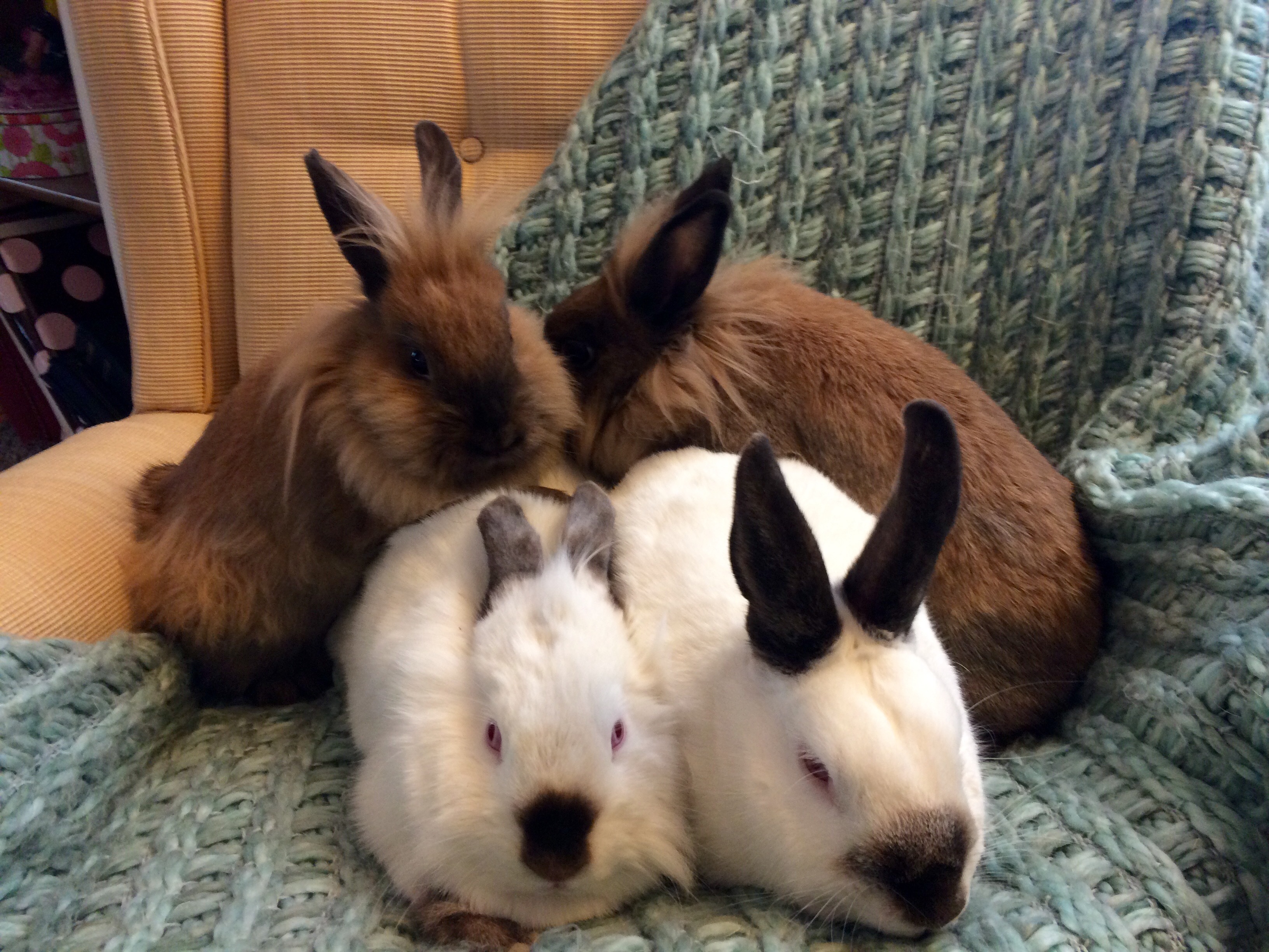 Enlarge Elfie, Snowflake, Holly and Ivy, a Adoptable mixed breed in Palatine, IL image 3/8