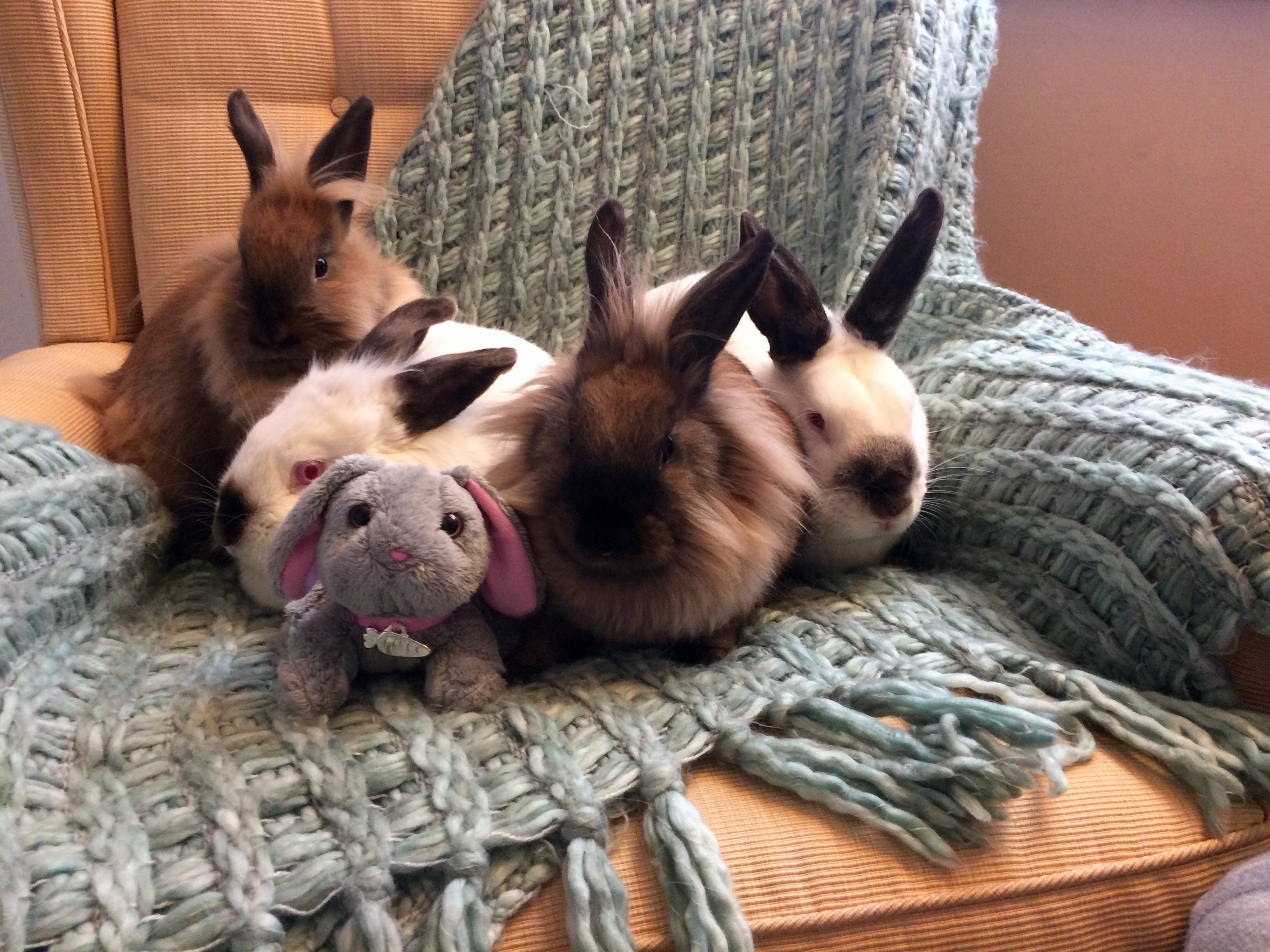 Enlarge Elfie, Snowflake, Holly and Ivy, a Adoptable mixed breed in Palatine, IL image 4/8