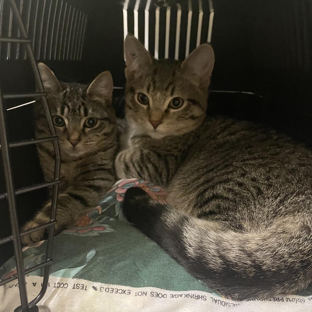 Nessie, a Adoptable Domestic Short Hair in Abbotsford, BC image 2/4