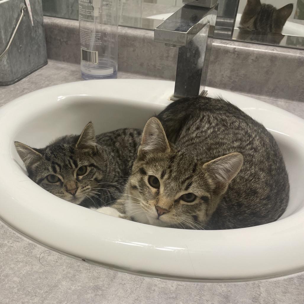 Nessie, Adoptable, Young Female Domestic Short Hair.