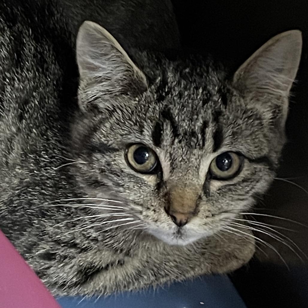 Nessie, a Adoptable Domestic Short Hair in Abbotsford, BC image 4/4