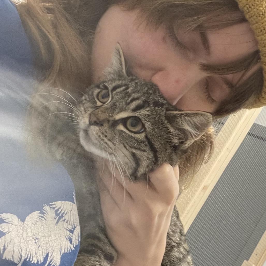 Enlarge Nessie, a Adoptable Domestic Short Hair in Abbotsford, BC image 4/4