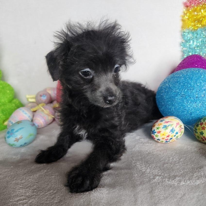 Rebel, Adoptable, Puppy Male Chihuahua.