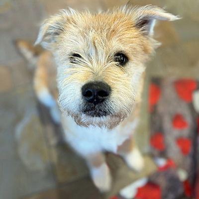 Enlarge Beau, a Adoptable Terrier in Arlington, VA image 2/3
