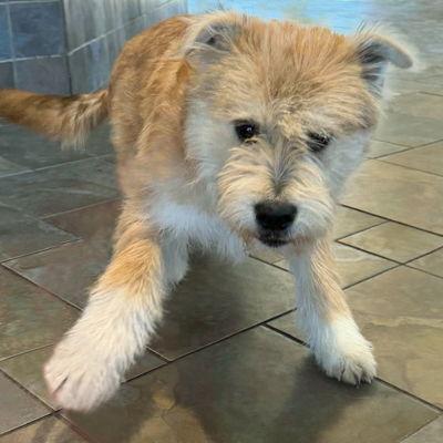 Enlarge Beau, a Adoptable Terrier in Arlington, VA image 3/3