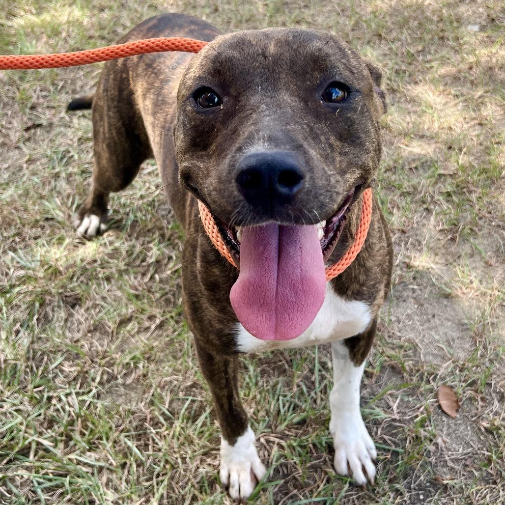 Enlarge Smokey, a Adoptable Mixed Breed in Sylvania, GA image 2/3