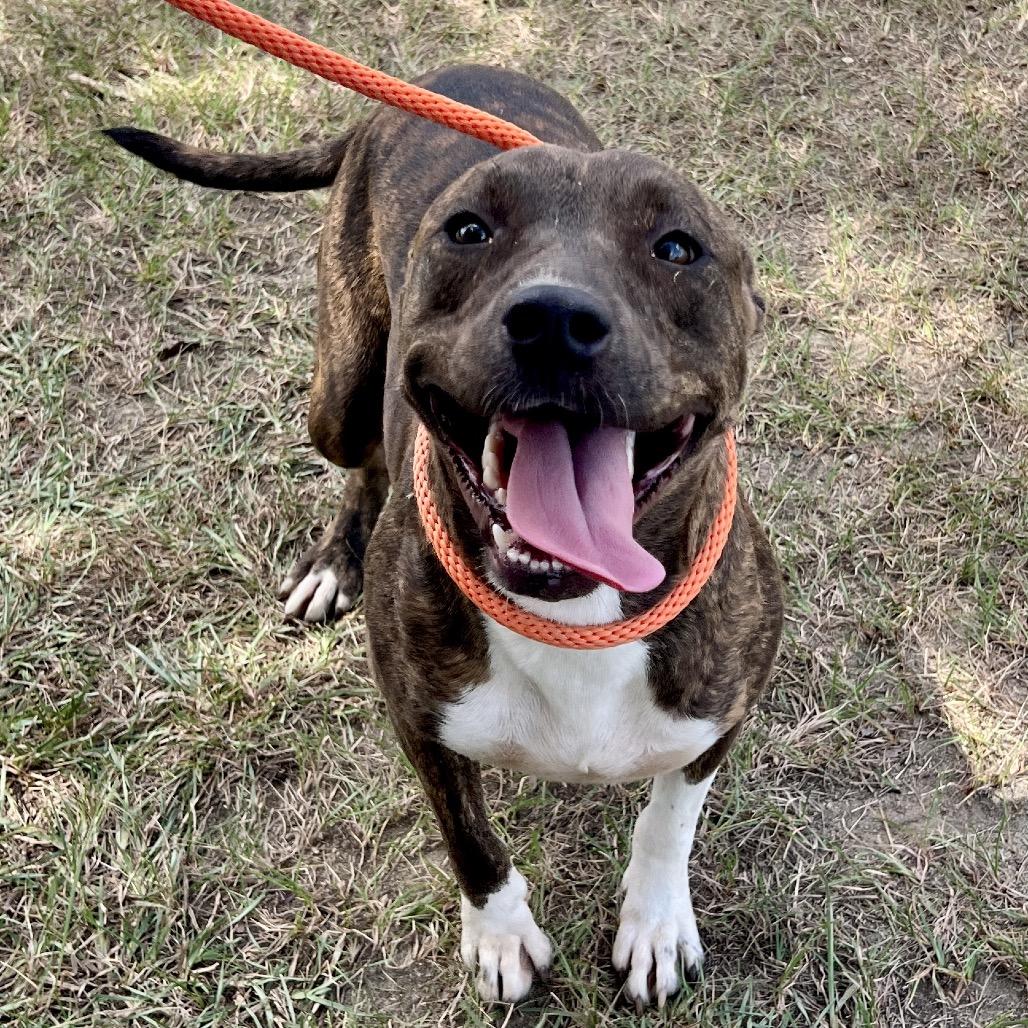 Enlarge Smokey, a Adoptable Mixed Breed in Sylvania, GA image 3/3