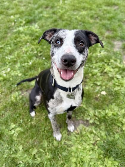 Enlarge Baloo, an adopted mixed breed in Roseburg, OR image 1/1