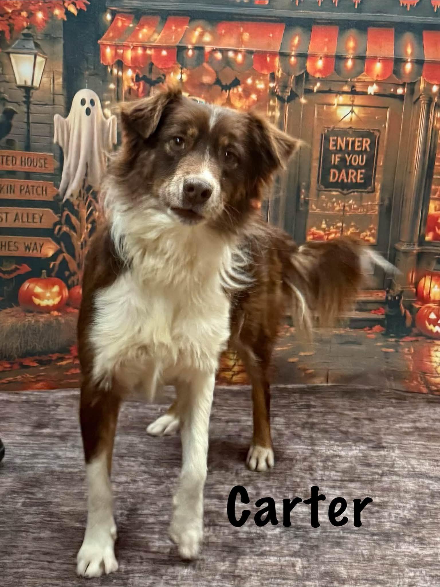Enlarge Carter, a Adoptable mixed breed in Albany, NY image 5/6