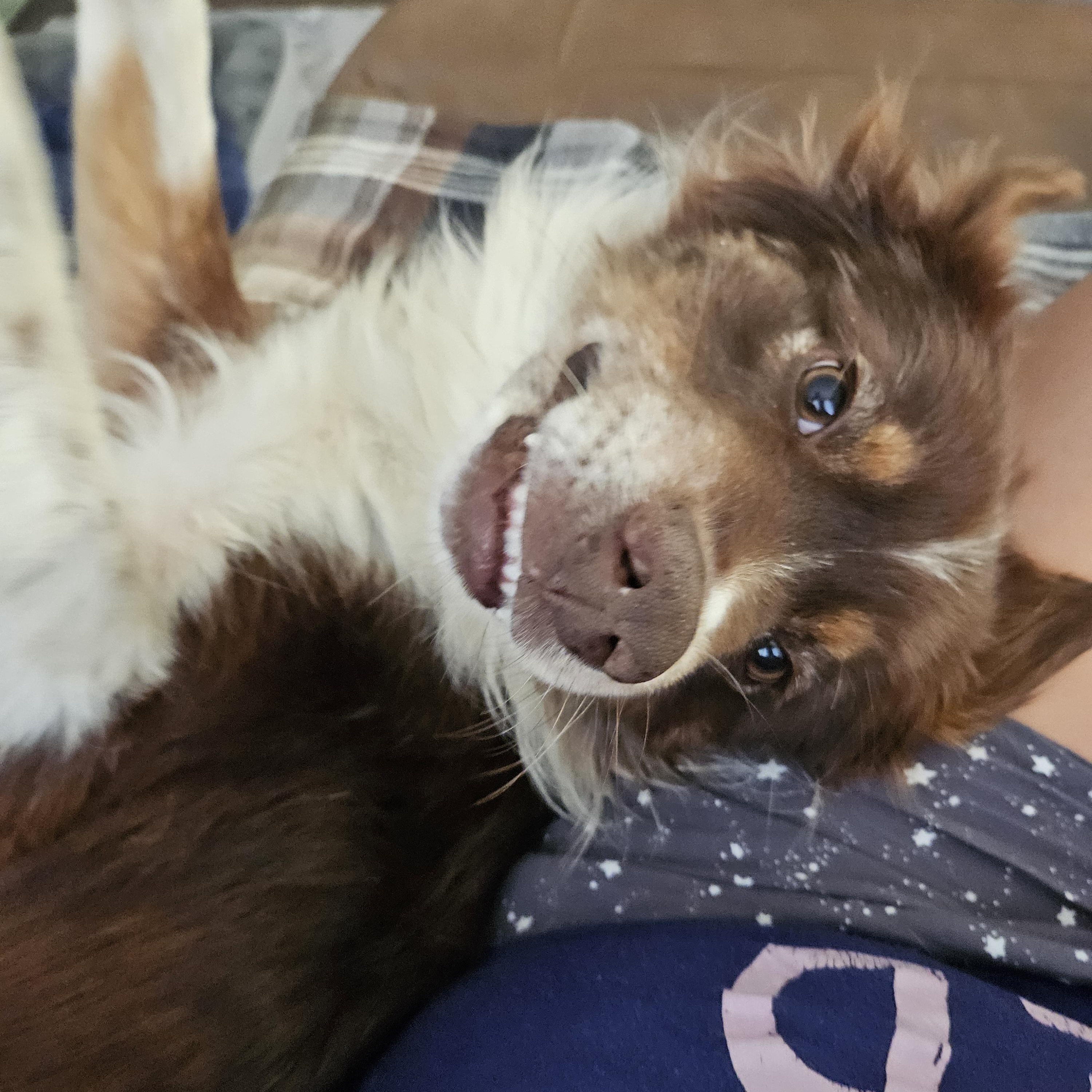 Enlarge Carter, a Adoptable mixed breed in Albany, NY image 4/6