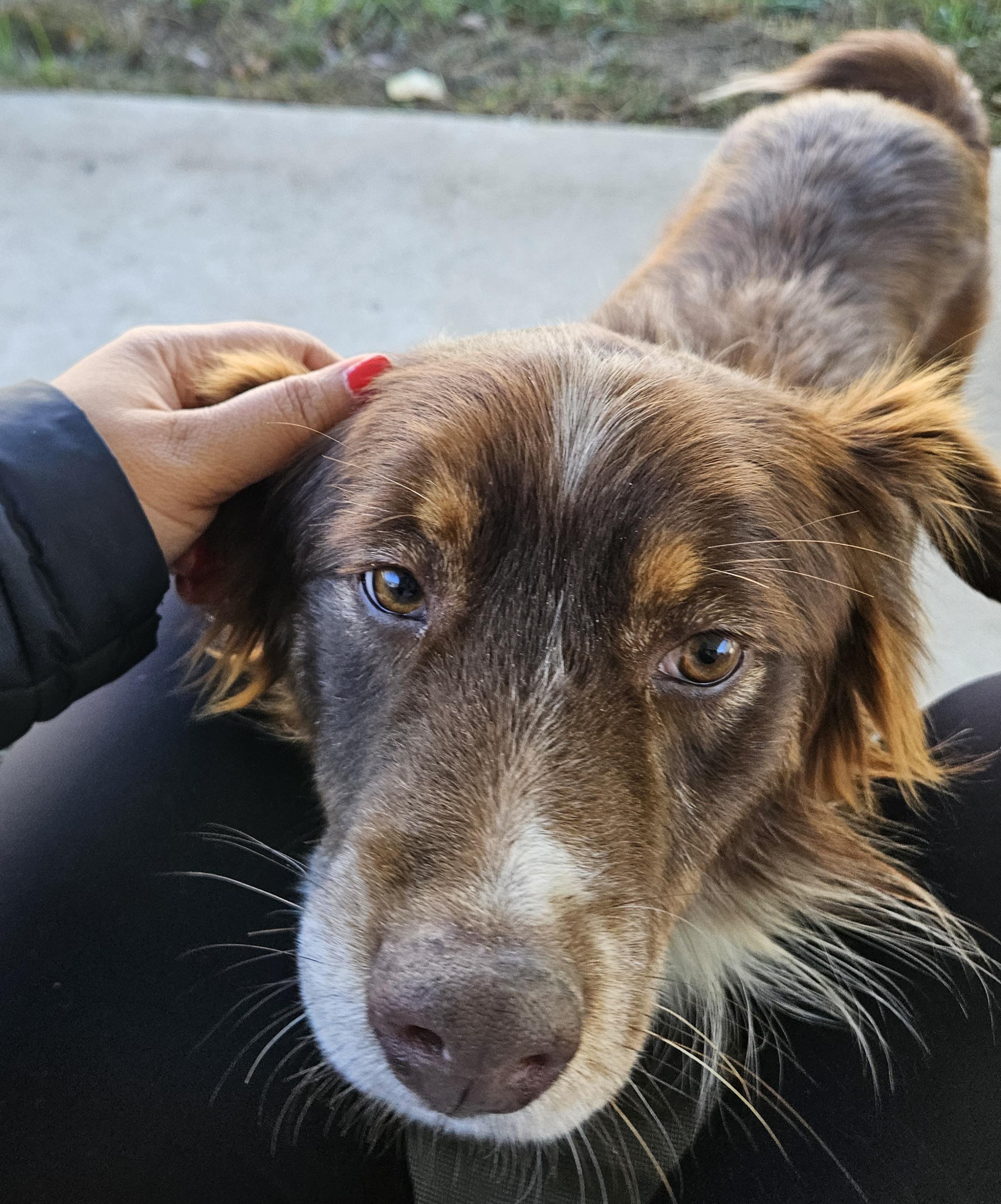 Enlarge Carter, a Adoptable mixed breed in Albany, NY image 2/6