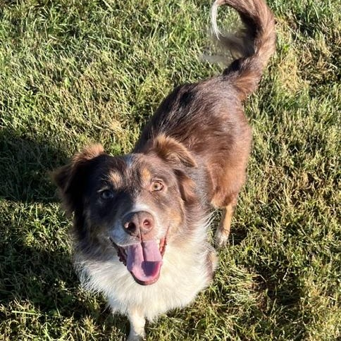Enlarge Carter, a Adoptable mixed breed in Albany, NY image 6/6