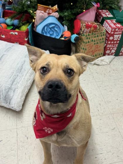 Enlarge Tantan, a Adoptable mixed breed in Moses Lake, WA image 1/3