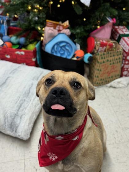 Enlarge Tantan, a Adoptable mixed breed in Moses Lake, WA image 2/3