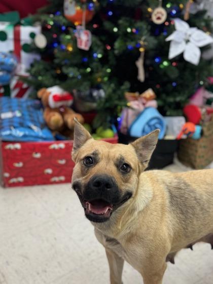 Enlarge Tantan, a Adoptable mixed breed in Moses Lake, WA image 3/3