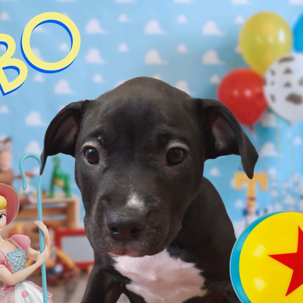 Bo, Adoptable, Young Female Mixed Breed.