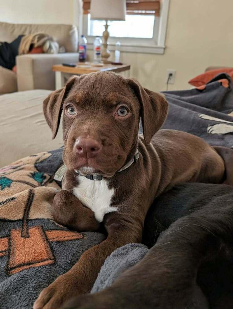 Poe, Adoptable, Puppy Male Labrador Retriever & American Bulldog.