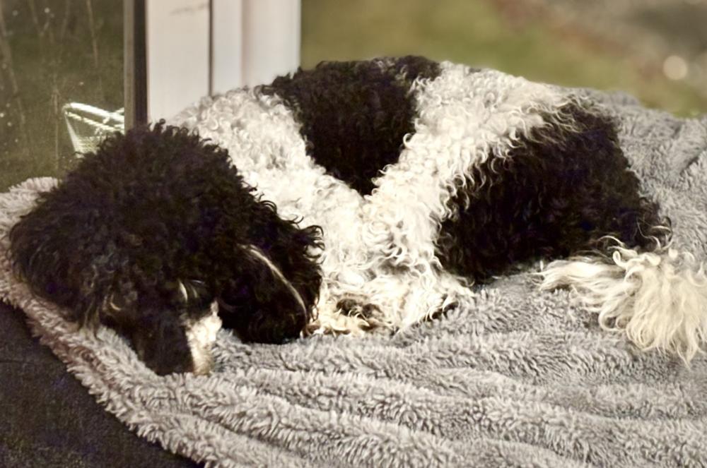 Hamlet, Adoptable, Adult Male Poodle.