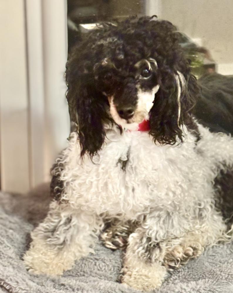 Enlarge Hamlet, a Adoptable mixed breed in Wolcott, CT image 2/3