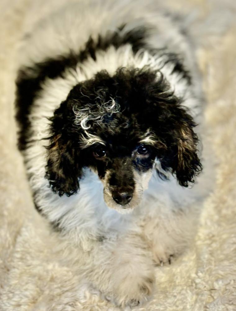 Enlarge Hamlet, a Adoptable mixed breed in Wolcott, CT image 3/3