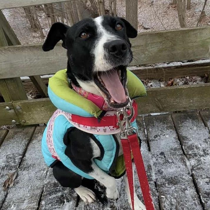 Enlarge Dixi, a Adoptable Mixed Breed in London, ON image 5/6