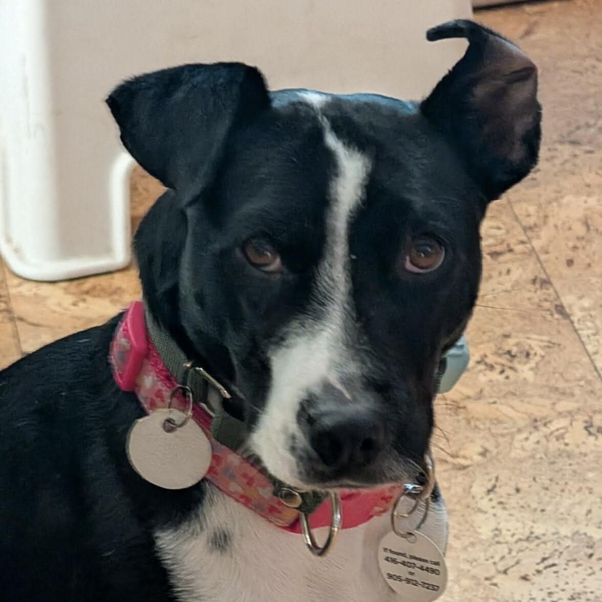 Enlarge Dixi, a Adoptable Mixed Breed in London, ON image 3/6