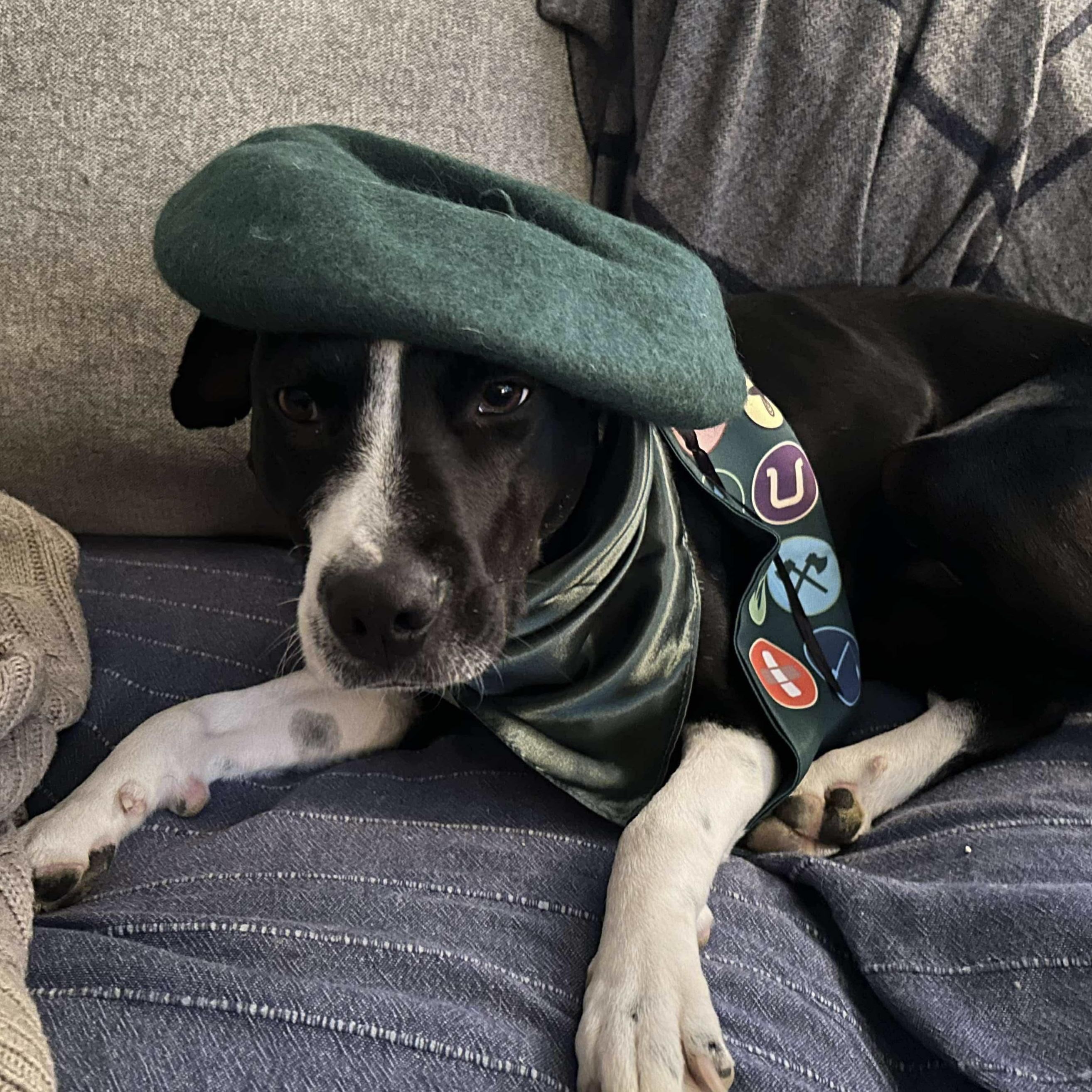 Enlarge Dixi, a Adoptable Mixed Breed in London, ON image 4/6