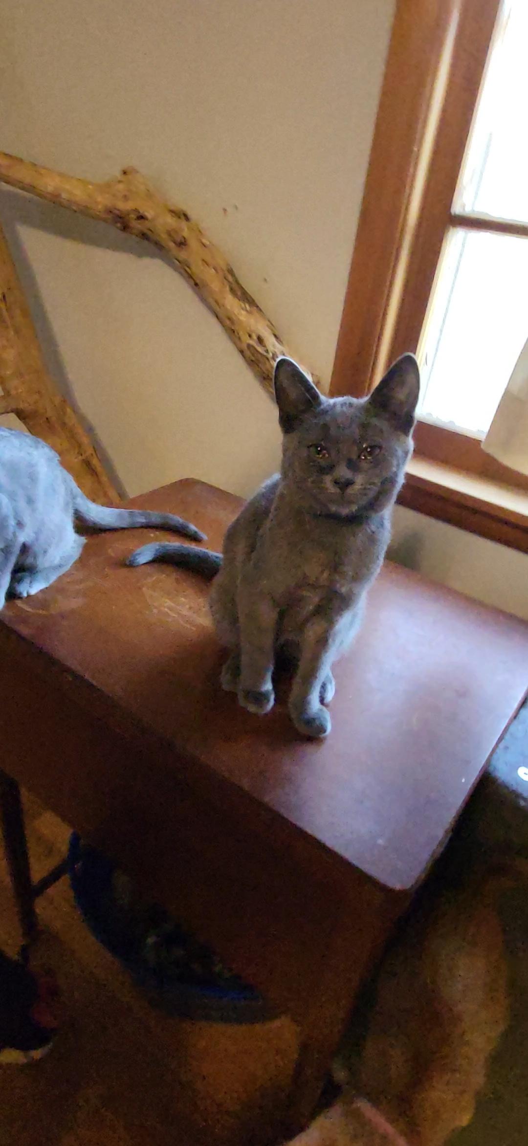 Billy cat, Adoptable, Kitten Male Russian Blue & Domestic Short Hair.