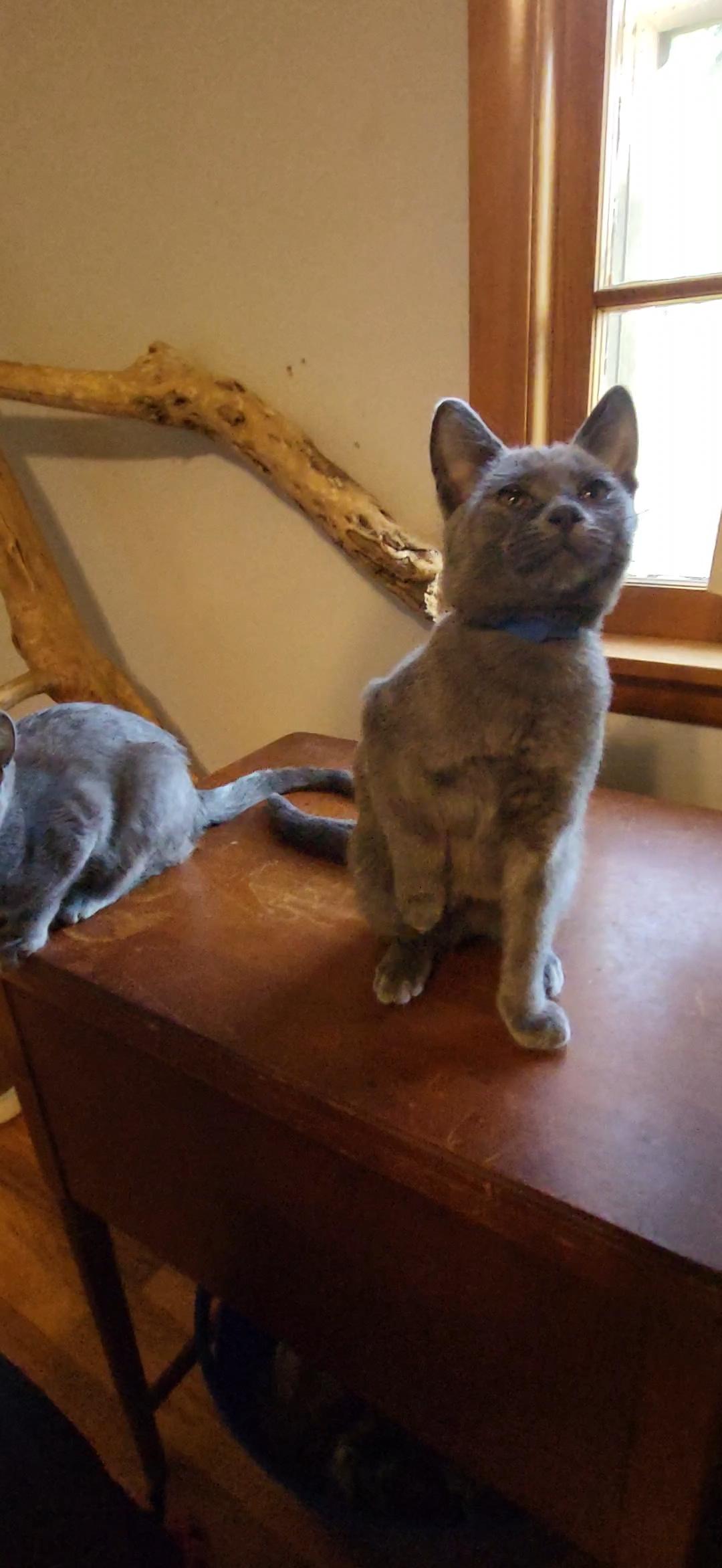 Billy Cat thumbnail 2