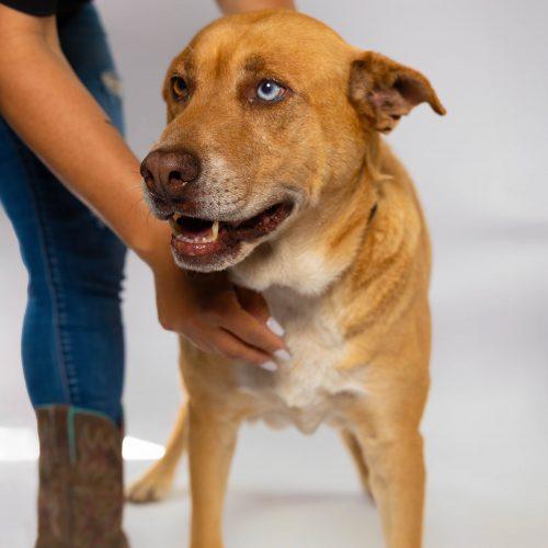 Bear1, Adoptable, Senior Male Labrador Retriever & Mixed Breed.